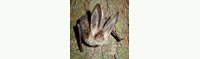 Plecotus Bat