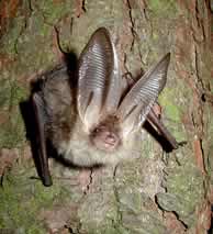 Photograph of a brown long-eared bat (Plecotus auritus) taken by John Altringham